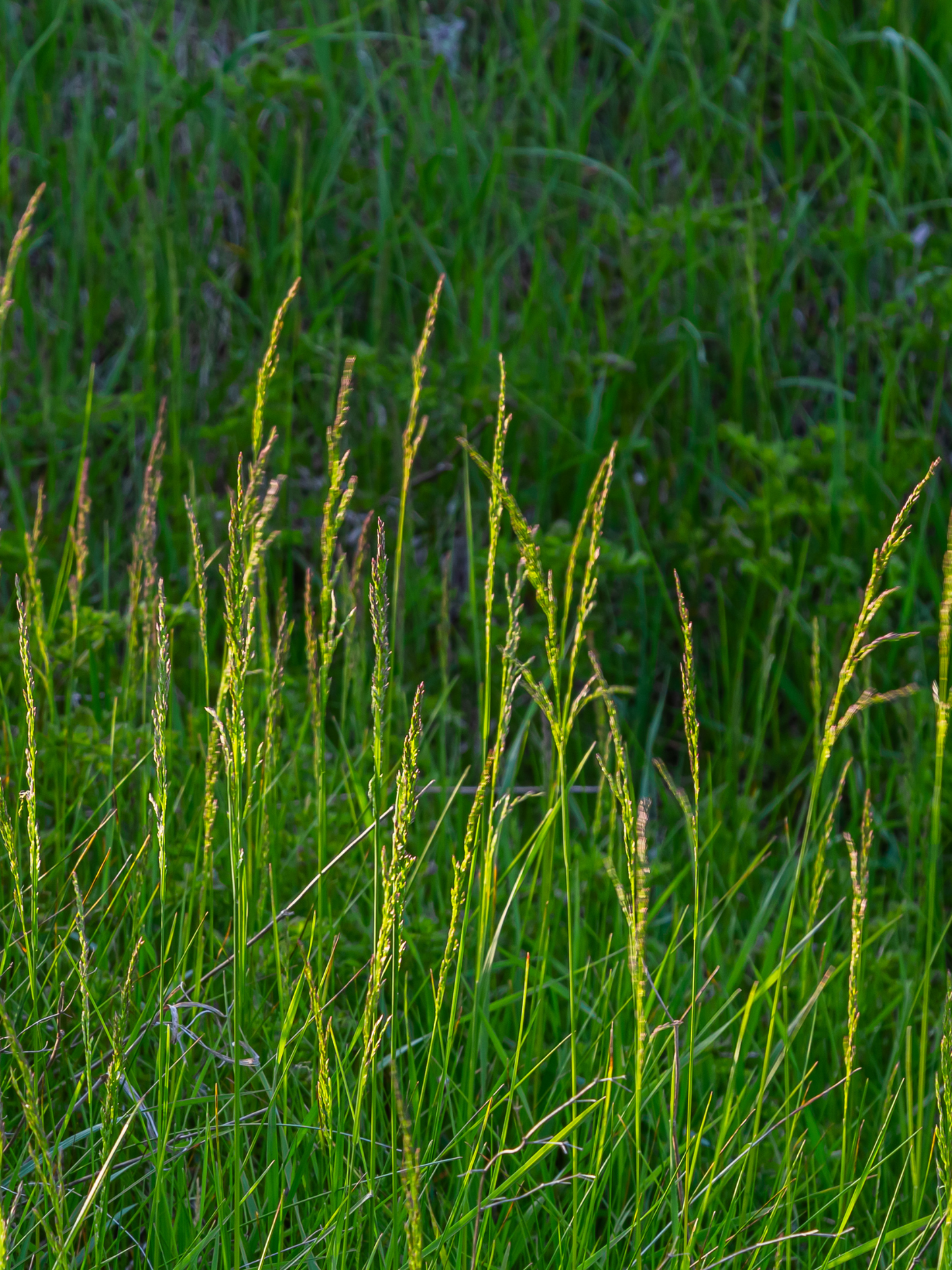 Bougie Balmoral TRUDON