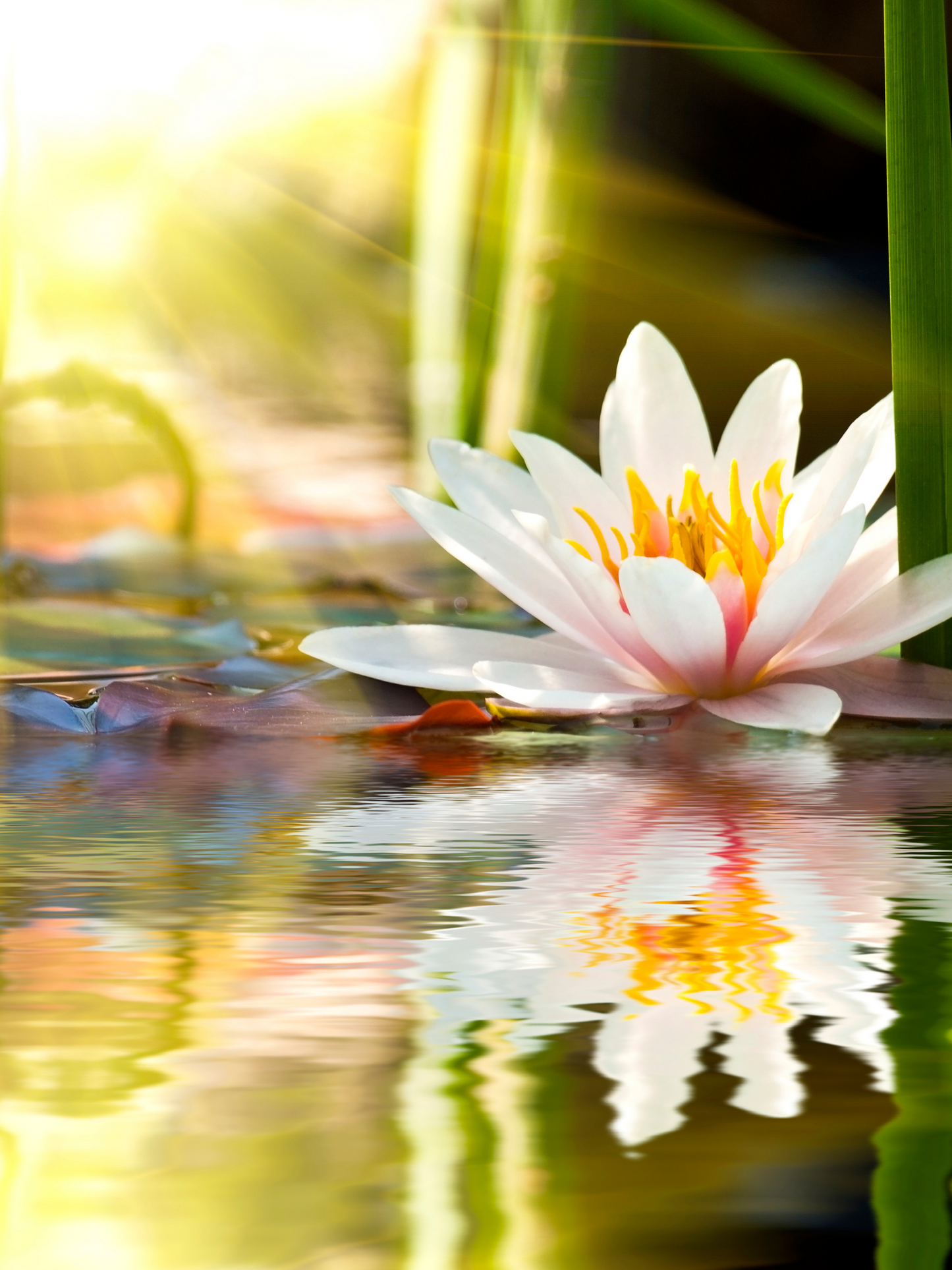 Monoï de nuit réparateur à la fleur de lotus blanche CHRISTOPHE ROBIN