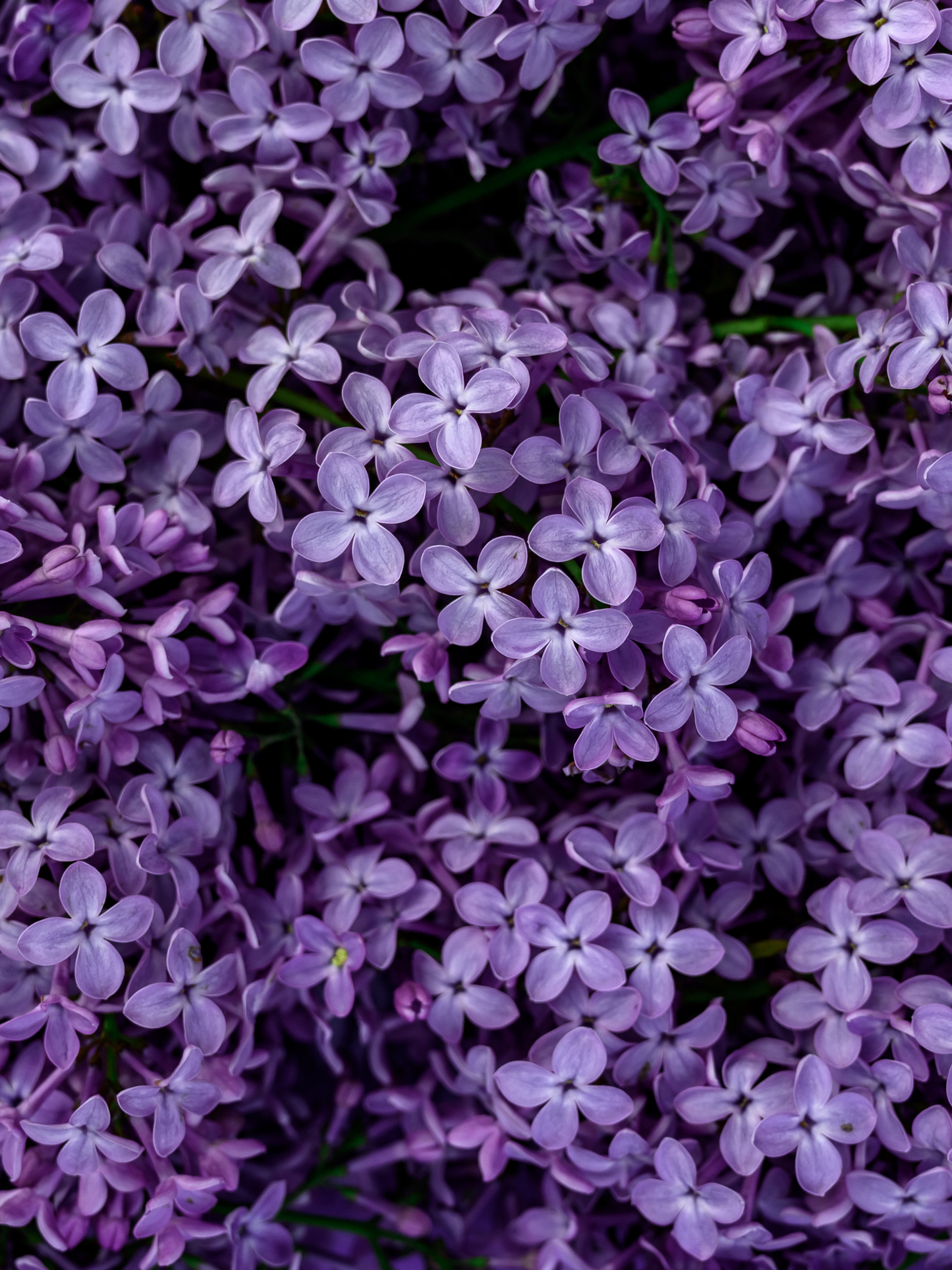 Eau de parfum Alcools JARDINS D'ÉCRIVAINS