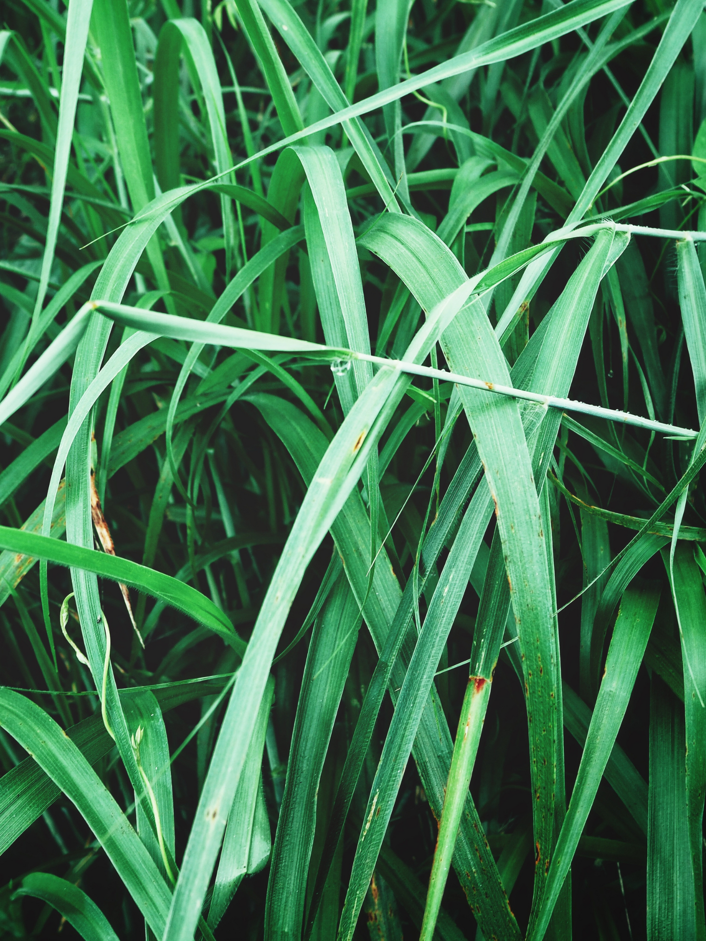 Eau de parfum Vétiver Extraordinaire FRÉDÉRIC MALLE