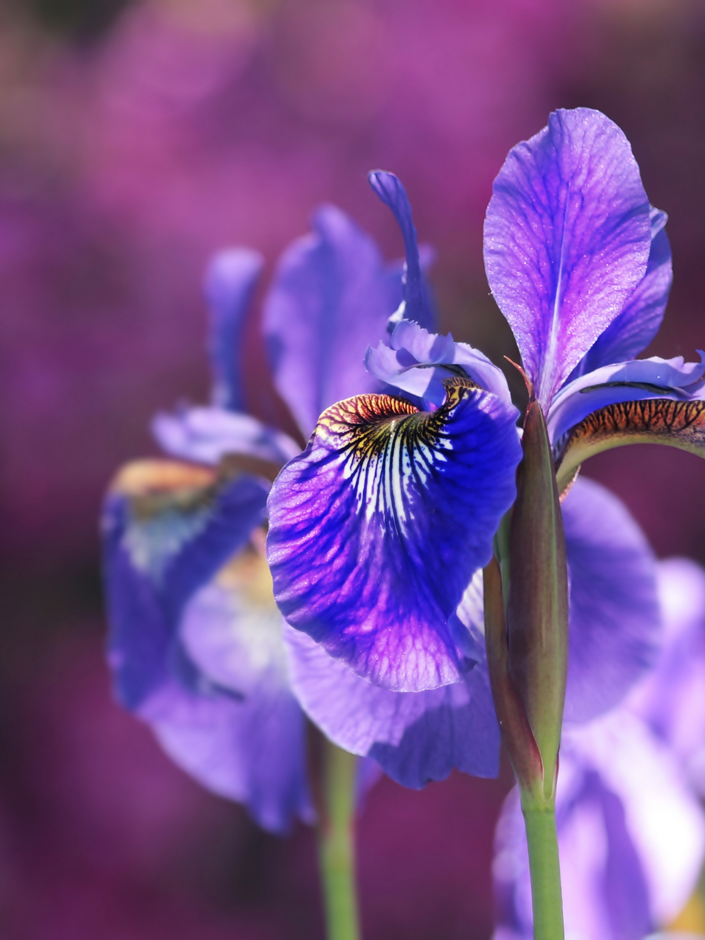 Eau de parfum L'eau d'Hiver FRÉDÉRIC MALLE