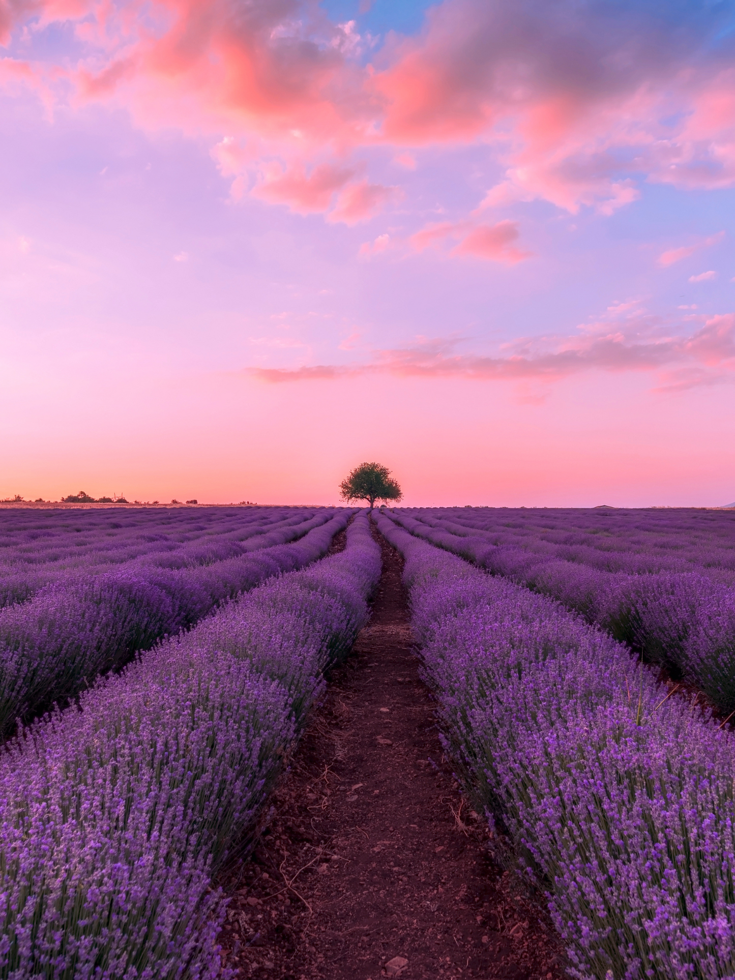 Savon solide Apotheca CARRIÈRE FRÈRE