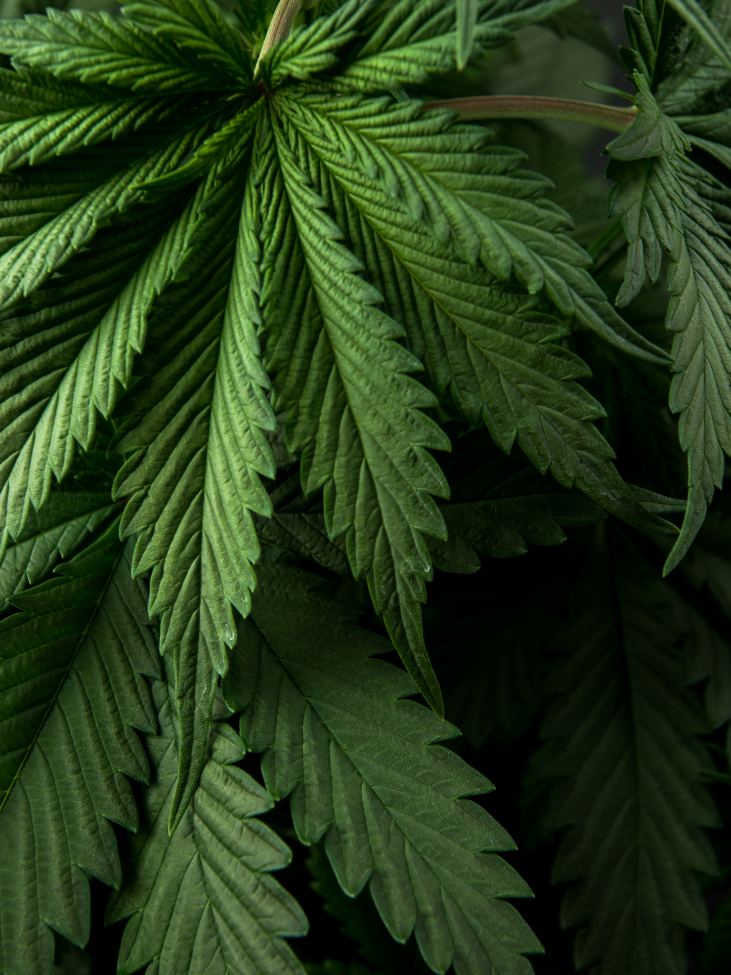 Eau de parfum Higher Peace 19-69