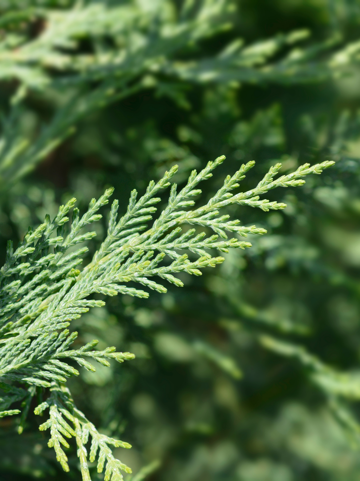 Eau de parfum Purple Haze 19-69