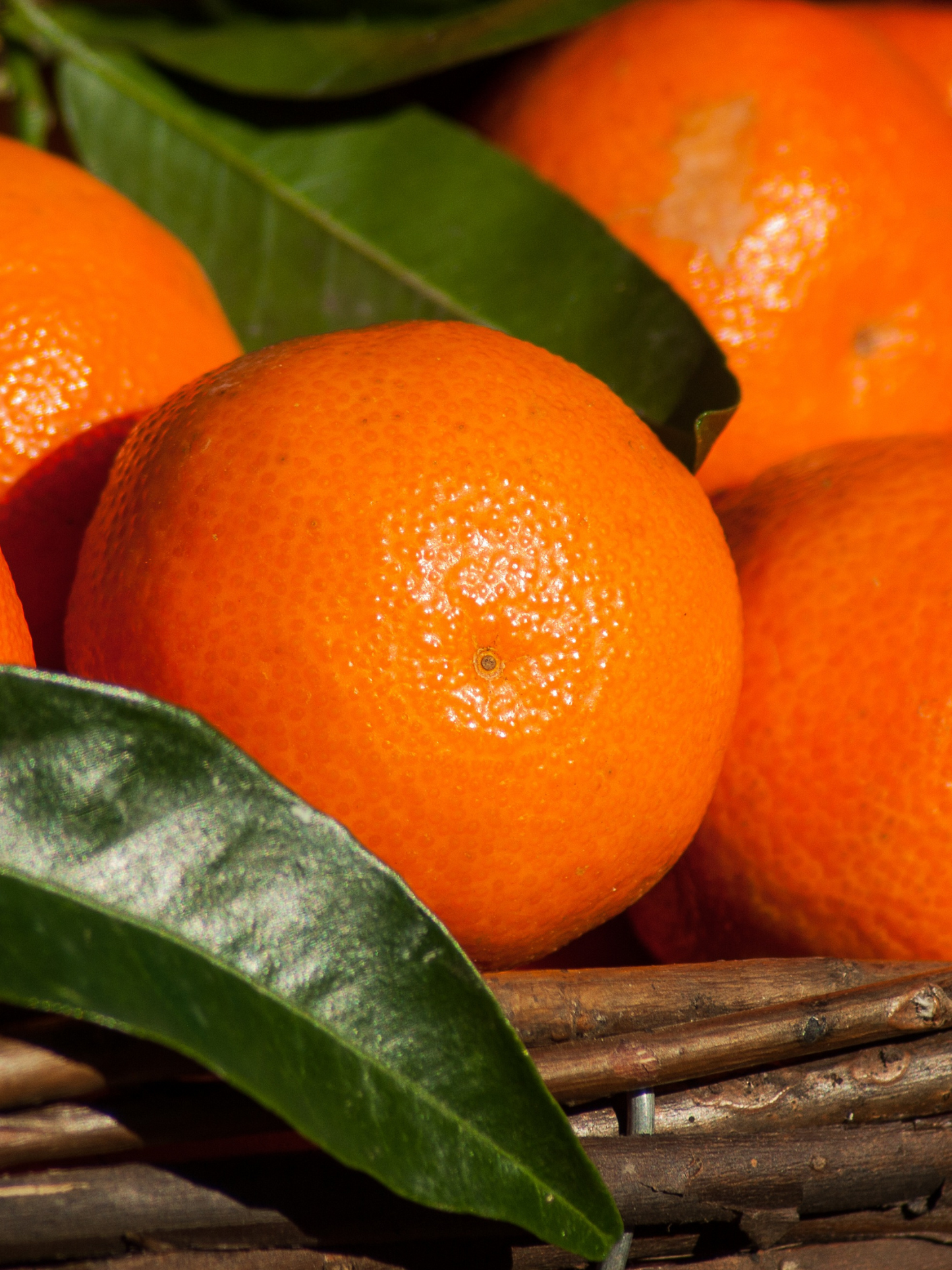 Diffuseur Caminetto ACQUA DI PARMA