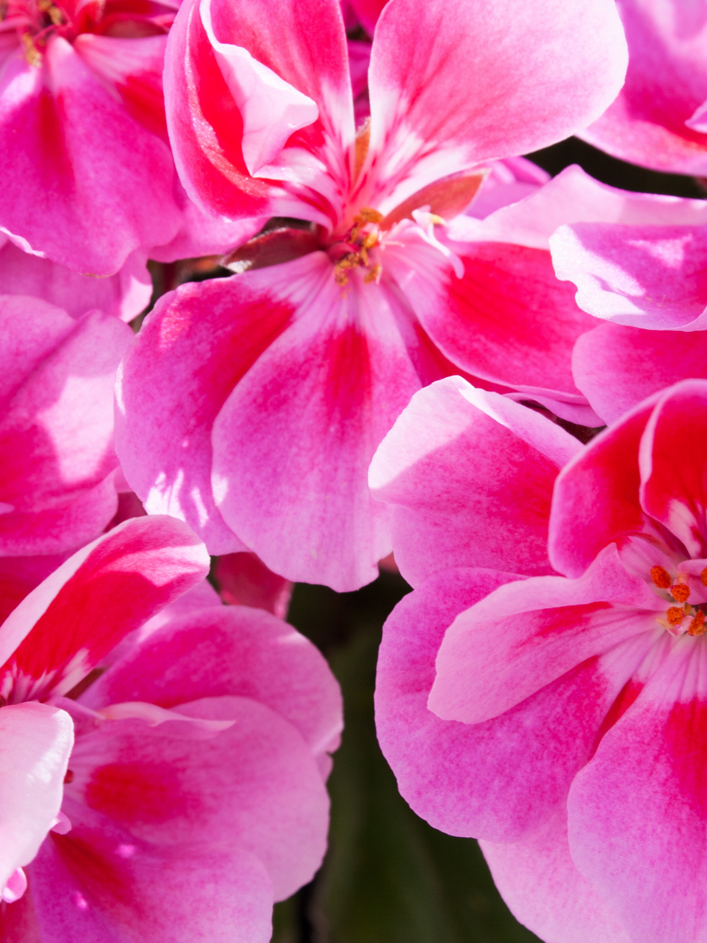 Spray d’été corps aux huiles essentielles diptyque