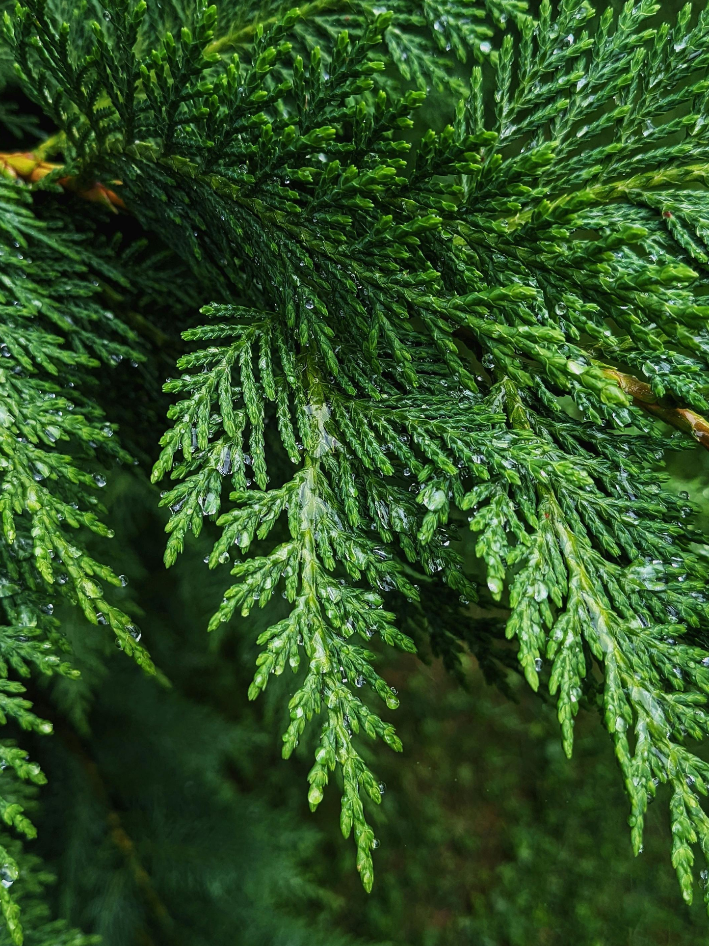 Eau de Toilette Orphéon DIPTYQUE