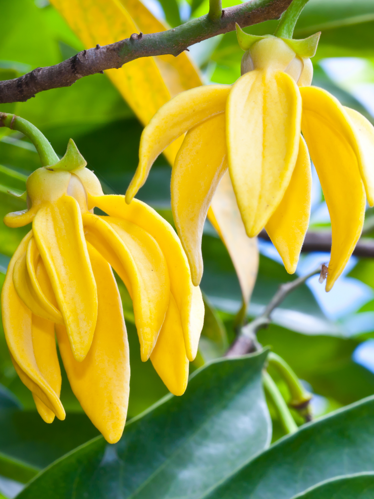 Eau de toilette L'Eau de Mohéli DIPTYQUE