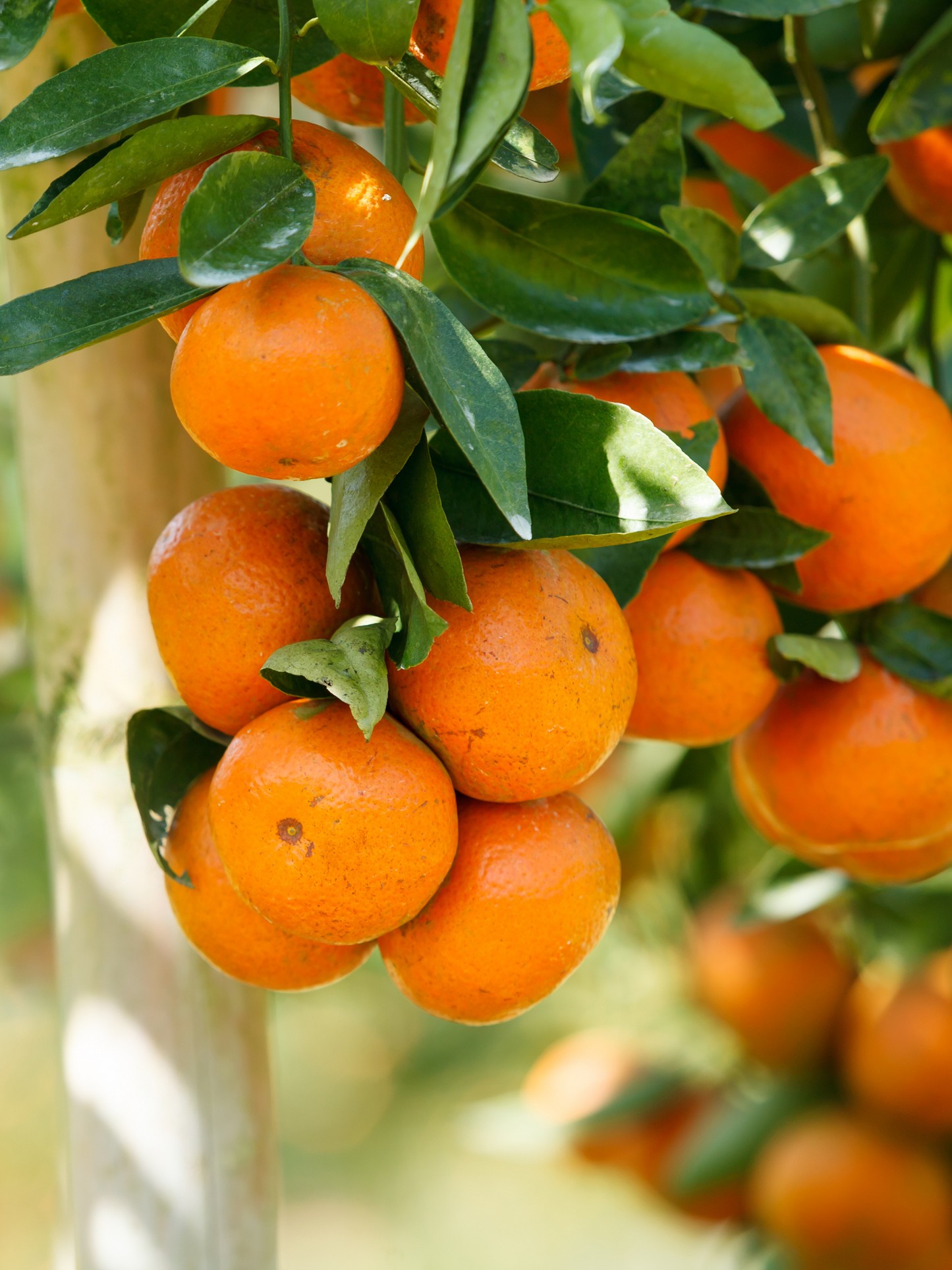 Bougie Oranger DIPTYQUE