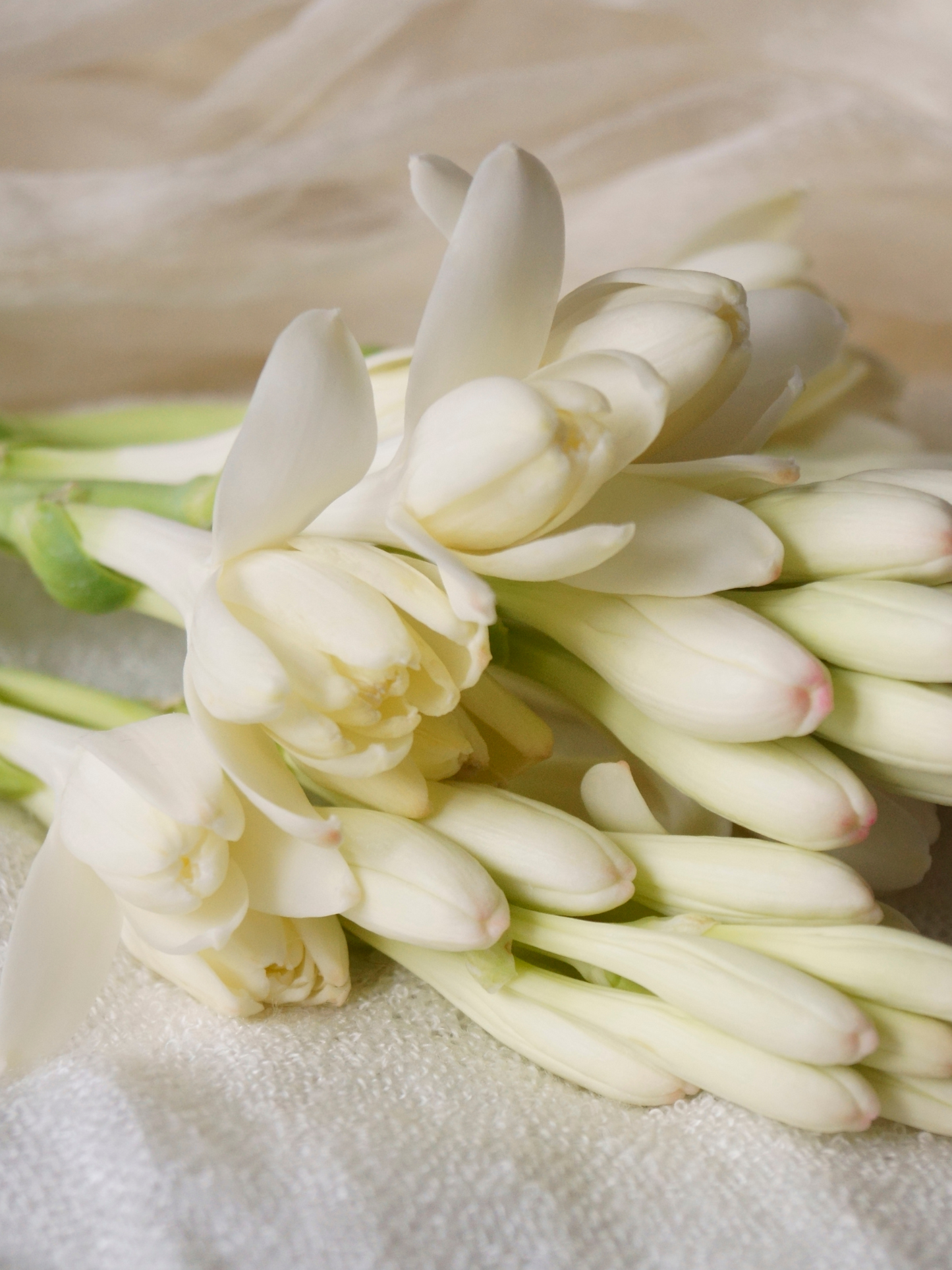 Bougie Tubéreuse DIPTYQUE