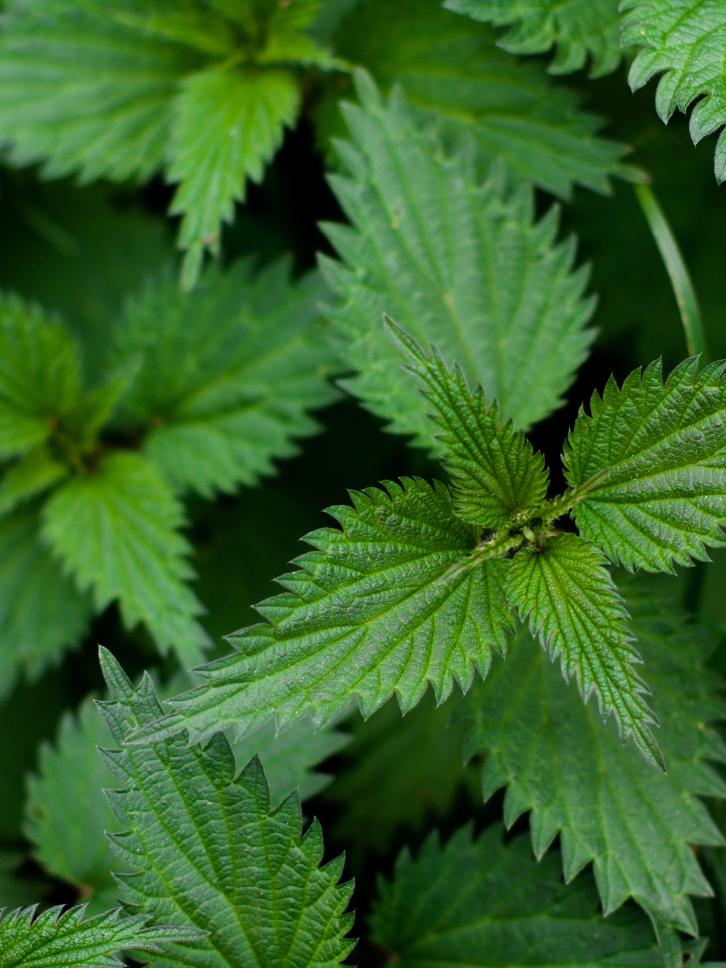 Bougie parfumée Ortie DIPTYQUE