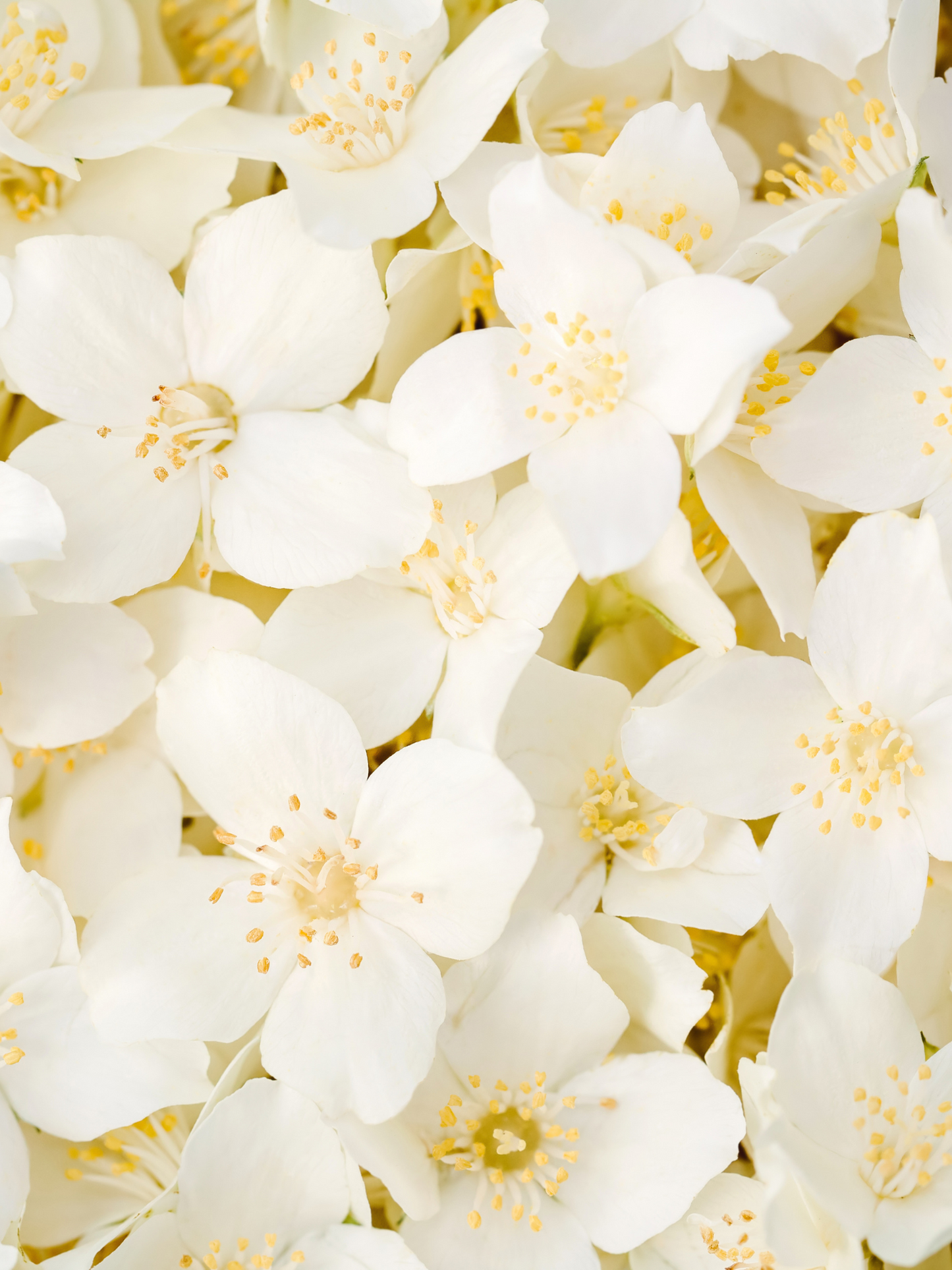 Bougie Jasmin DIPTYQUE