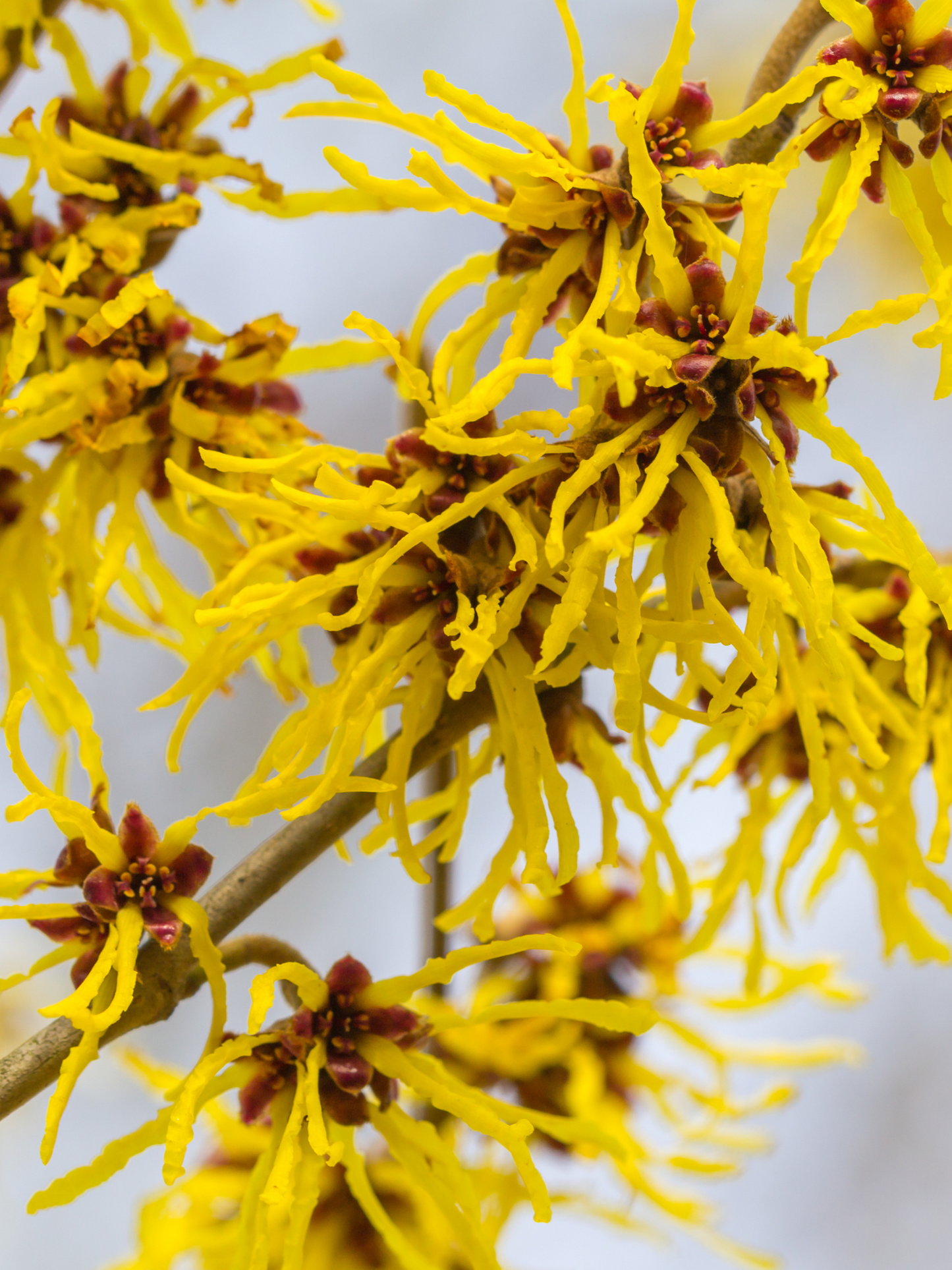 Bougie Noisetier DIPTYQUE