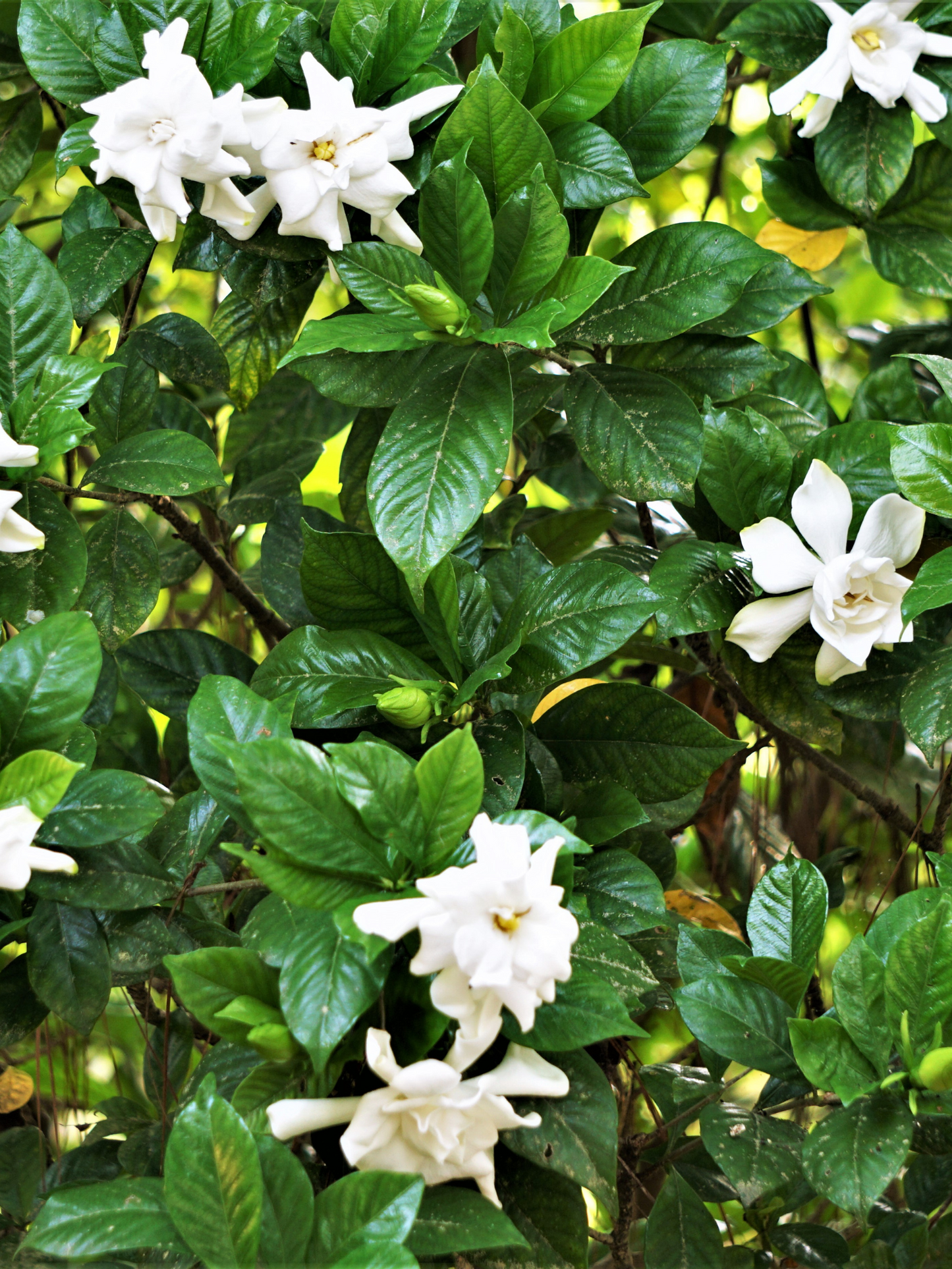 Bougie Gardénia DIPTYQUE