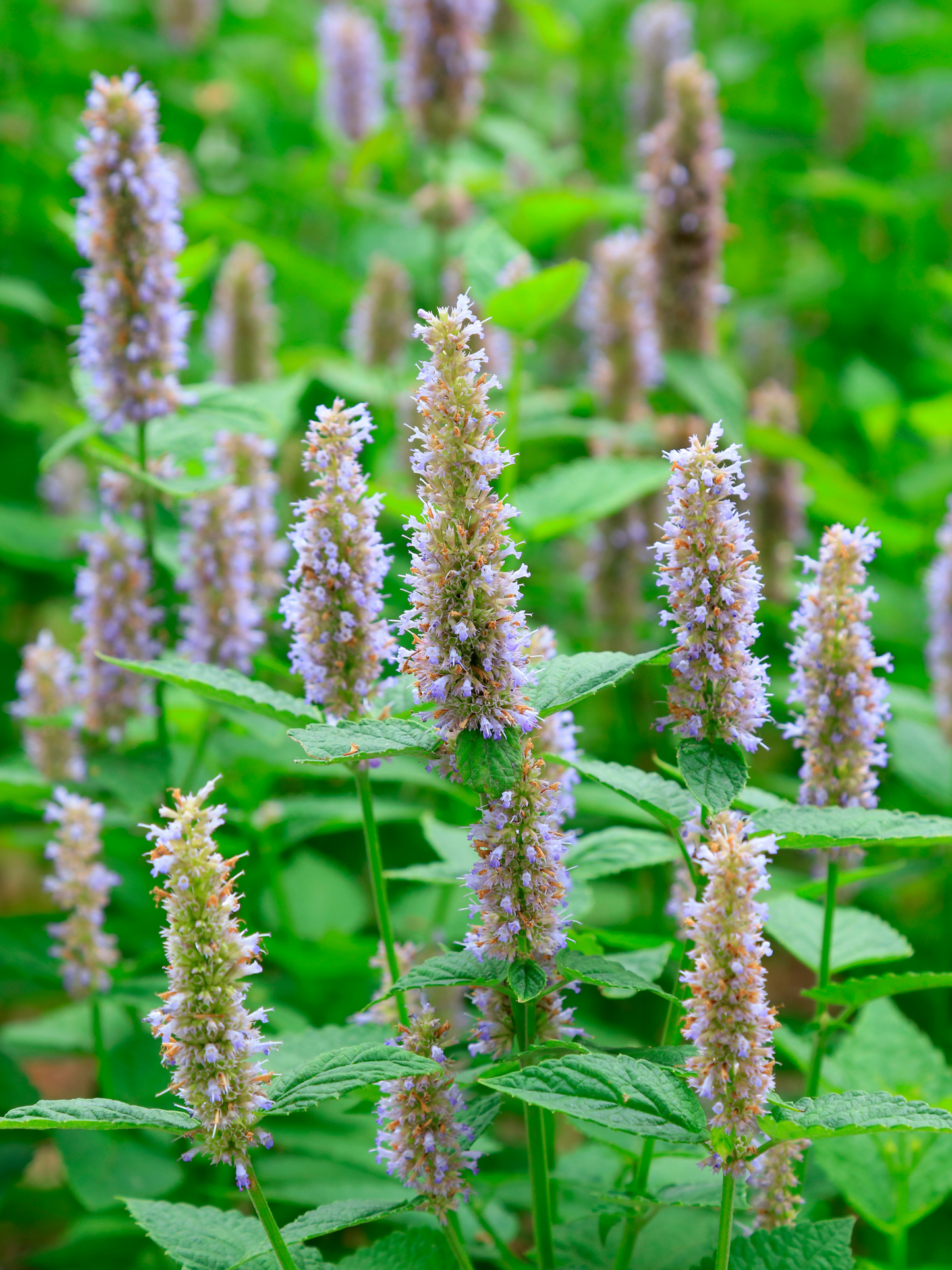 Eau de parfum Tempo DIPTYQUE