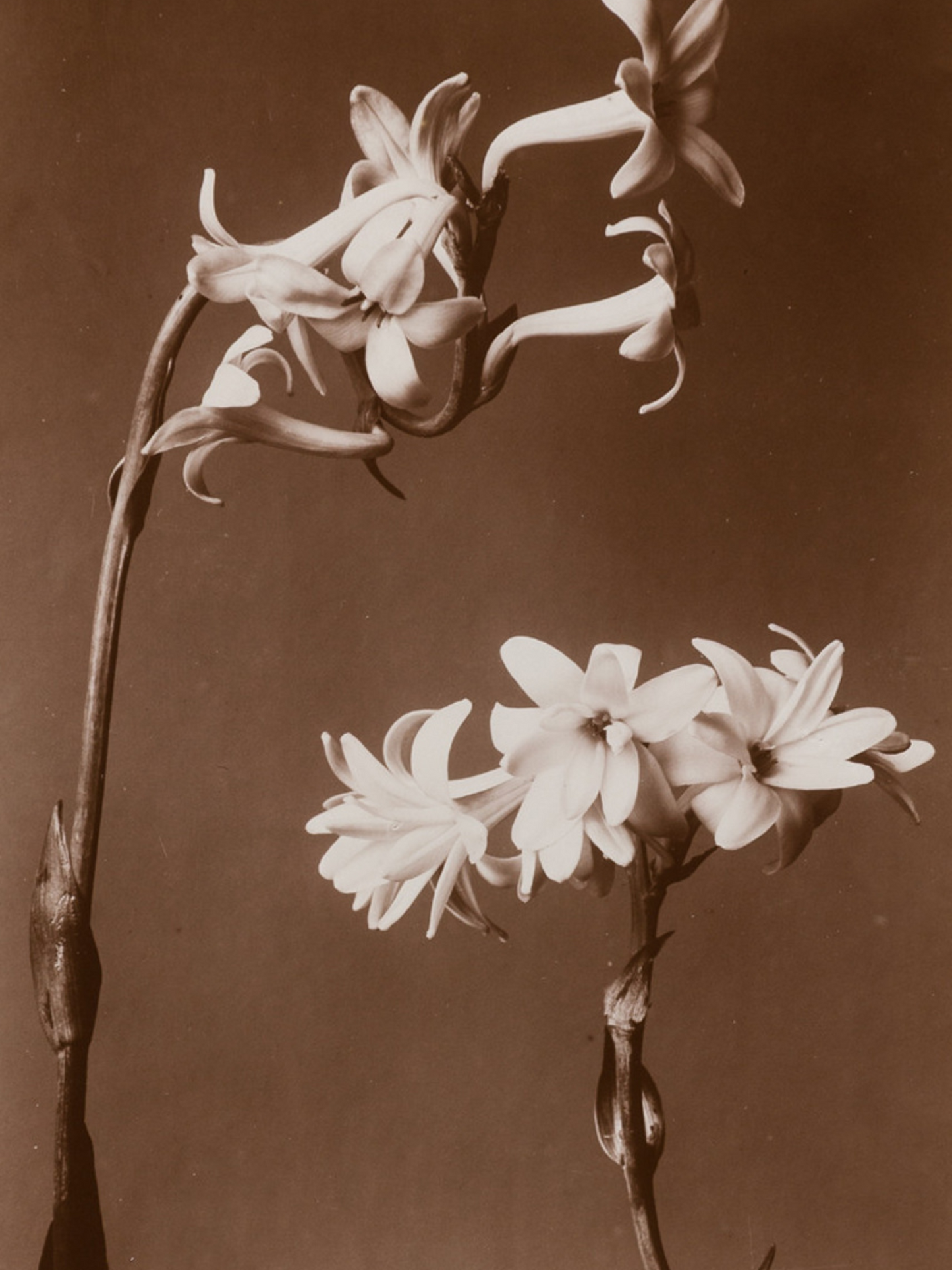 Eau de parfum Do Son DIPTYQUE