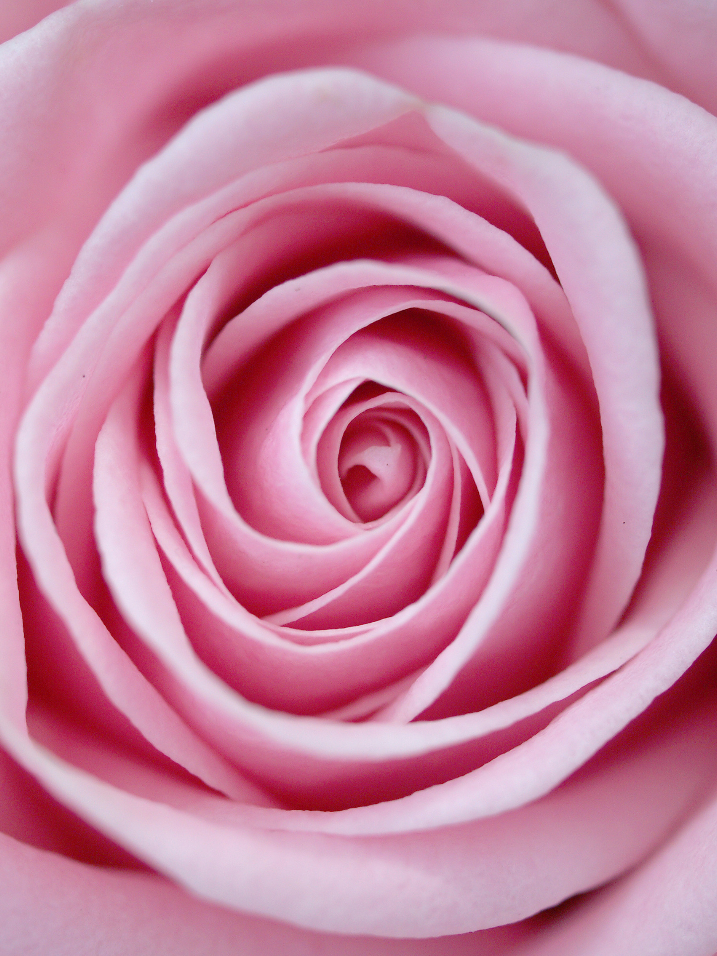 Eau de toilette Eau Rose DIPTYQUE