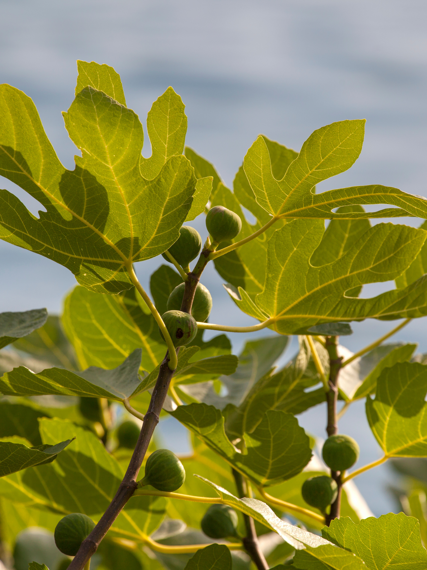 Eau de toilette Philosykos DIPTYQUE