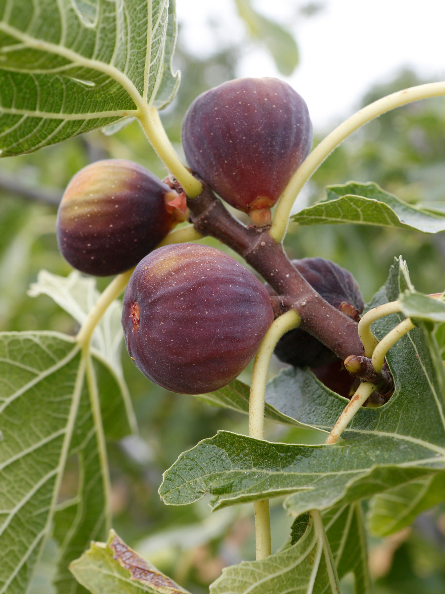 Vaporisateur Figuier DIPTYQUE