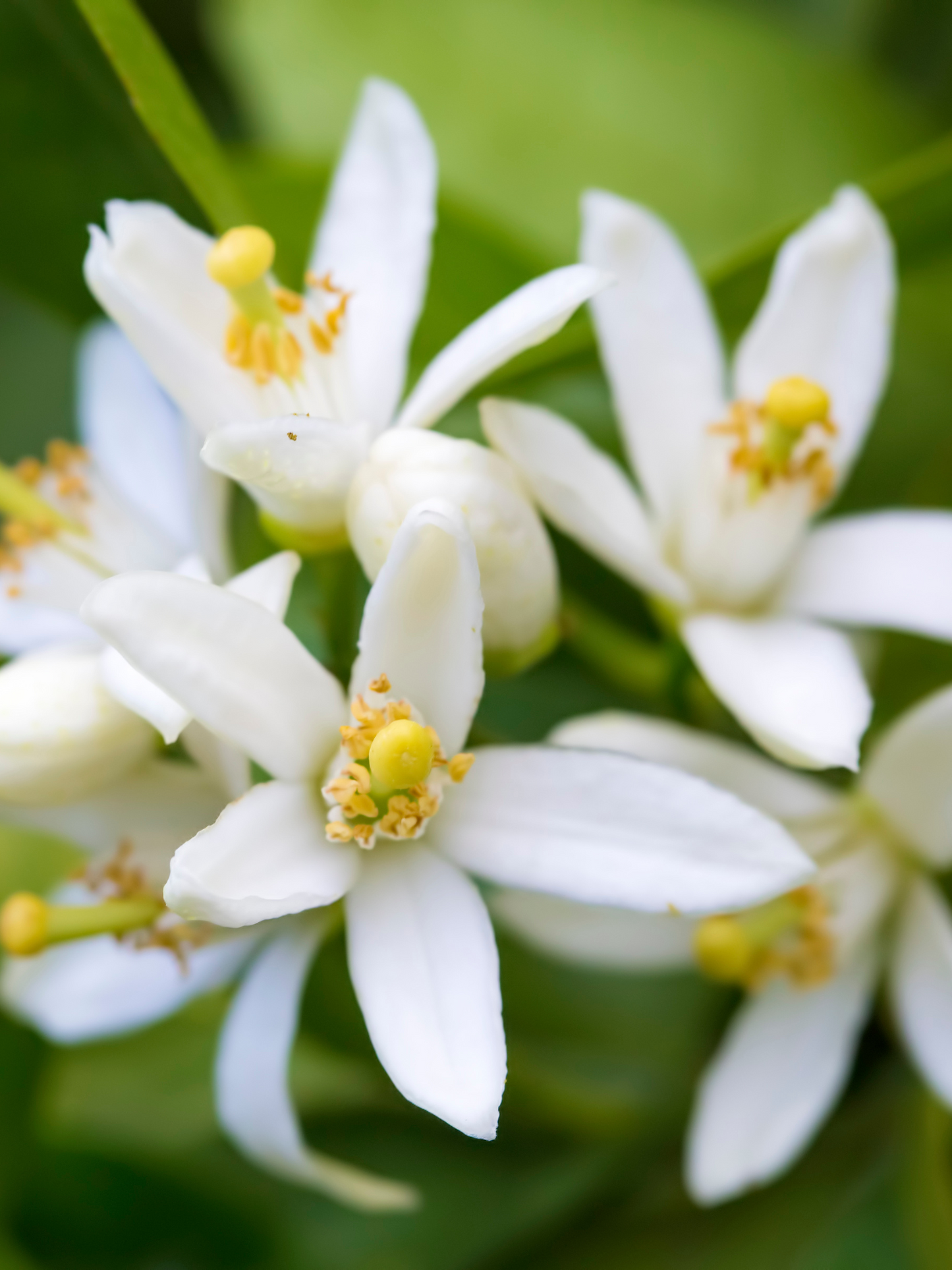 Vaporisateur Fleur d'Oranger DIPTYQUE