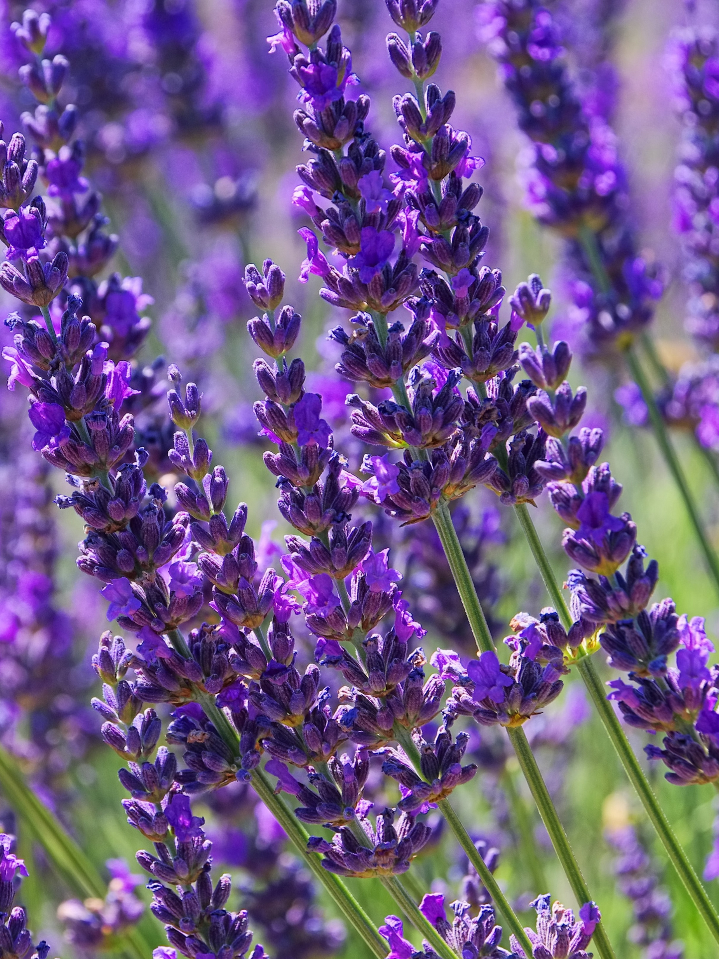 Recharge solution lavante réconfortante lavande DIPTYQUE