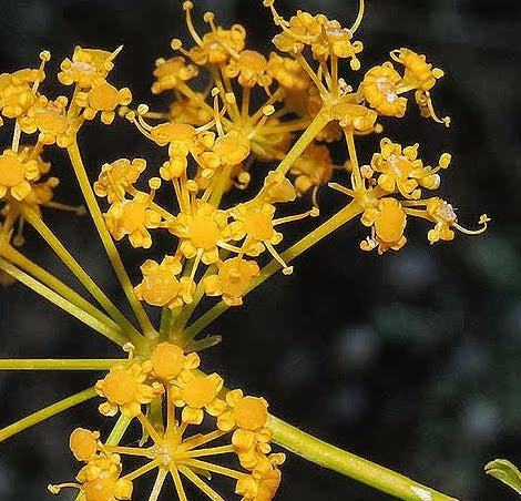 Bougie Opopanax DIPTYQUE