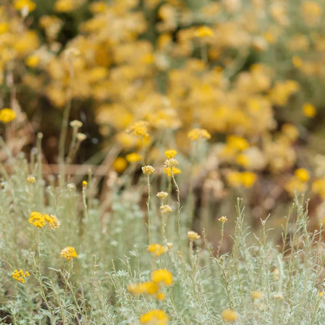 IMMORTELLE CORSE : SOINS ET PARFUMS À DÉCOUVRIR CHEZ 100ML PORTO-VECCHIO