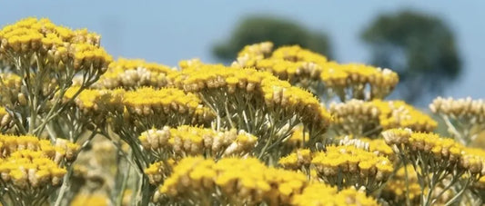 Un été en Corse avec 100ML : voyage sensoriel au cœur des plus beaux parfums