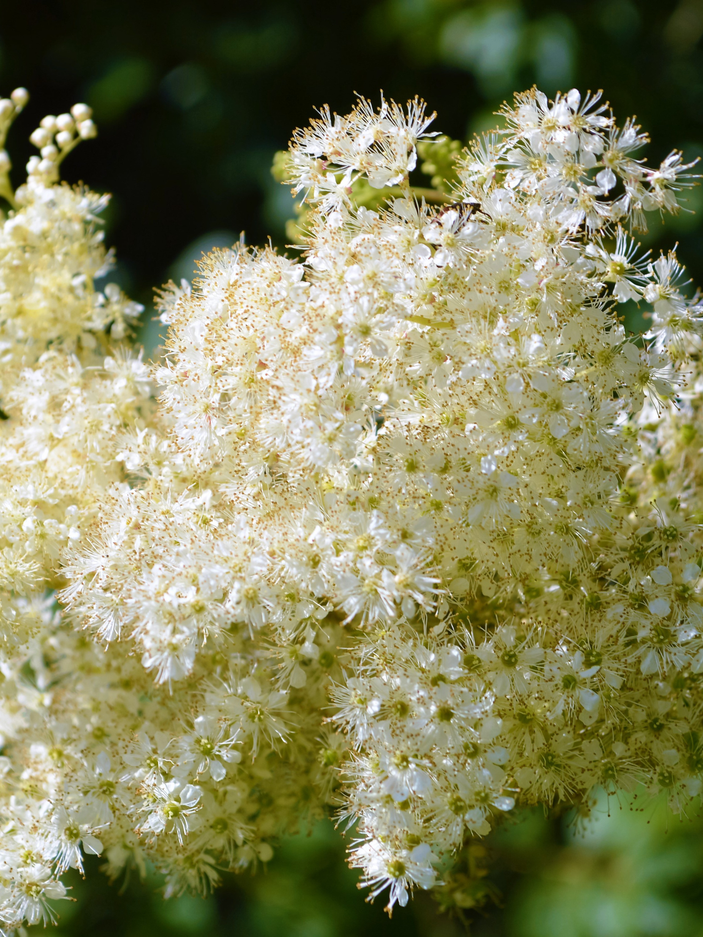 Soin botanique en spray Rose ODEN