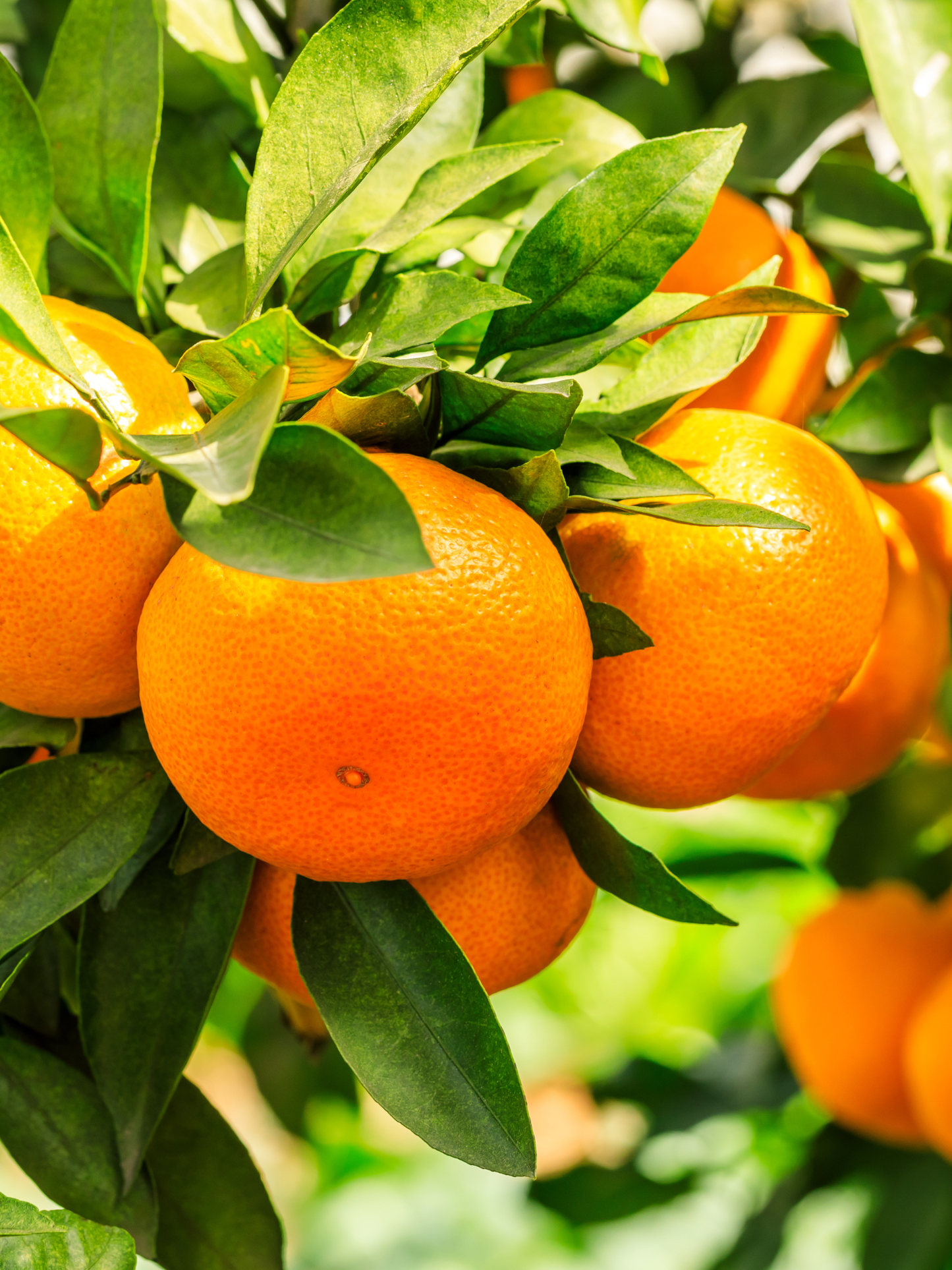 Gel lavant mains & corps Neroli Oranger MATIÈRE PREMIÈRE