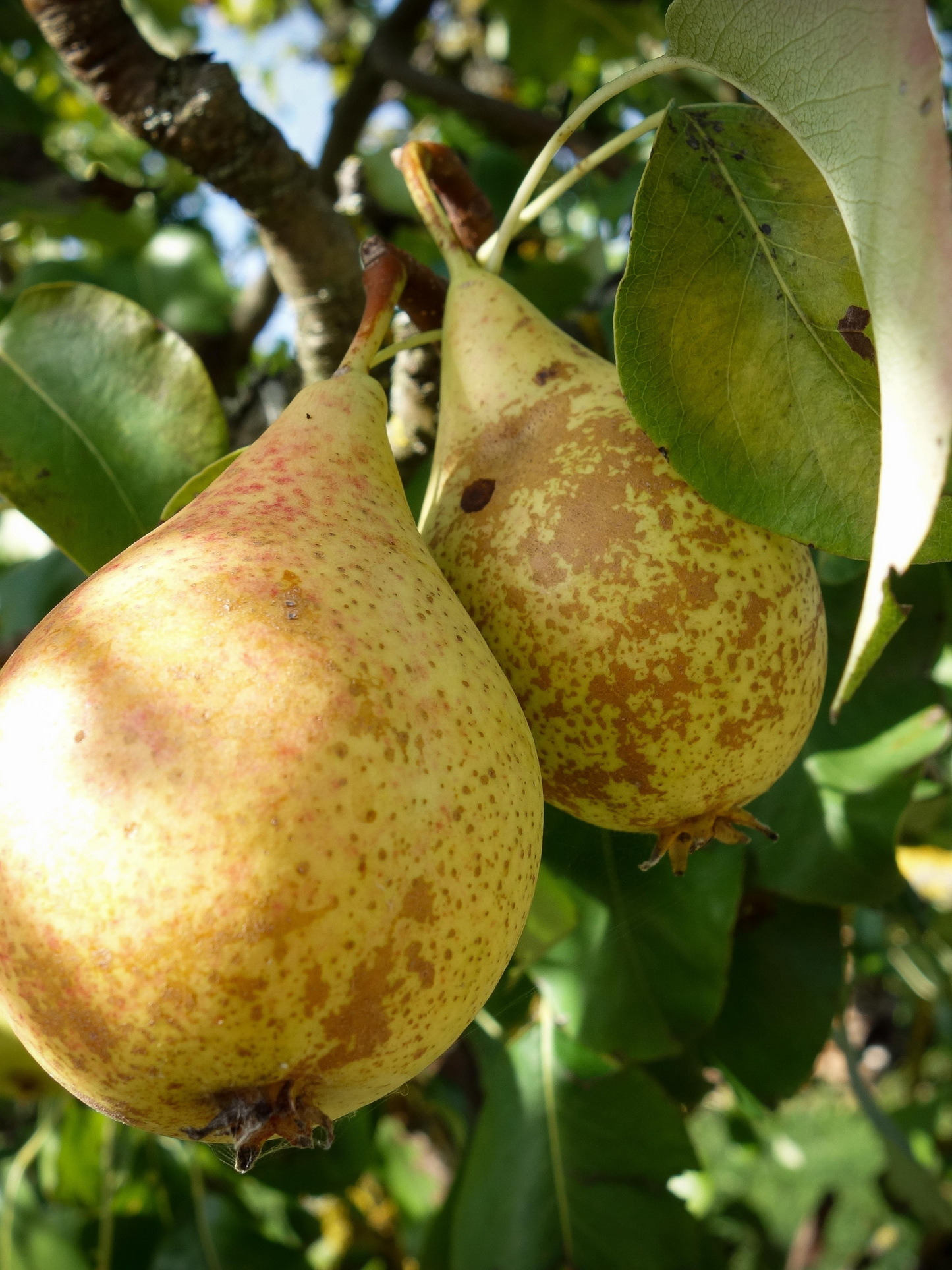 Eau de parfum Pear Inc. JULIETTE HAS A GUN