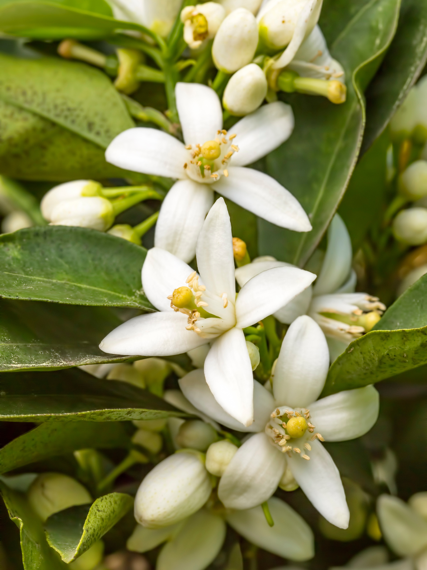 Brume visage Fleurs d'orangers ODEN