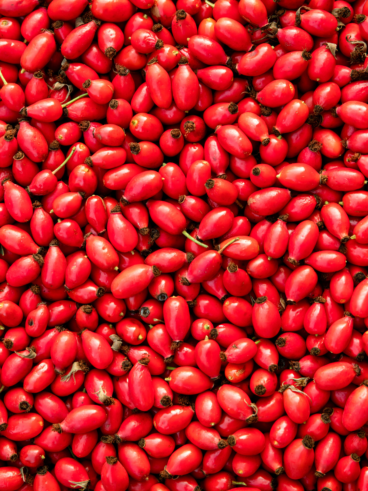 Concentré d'églantier ODEN