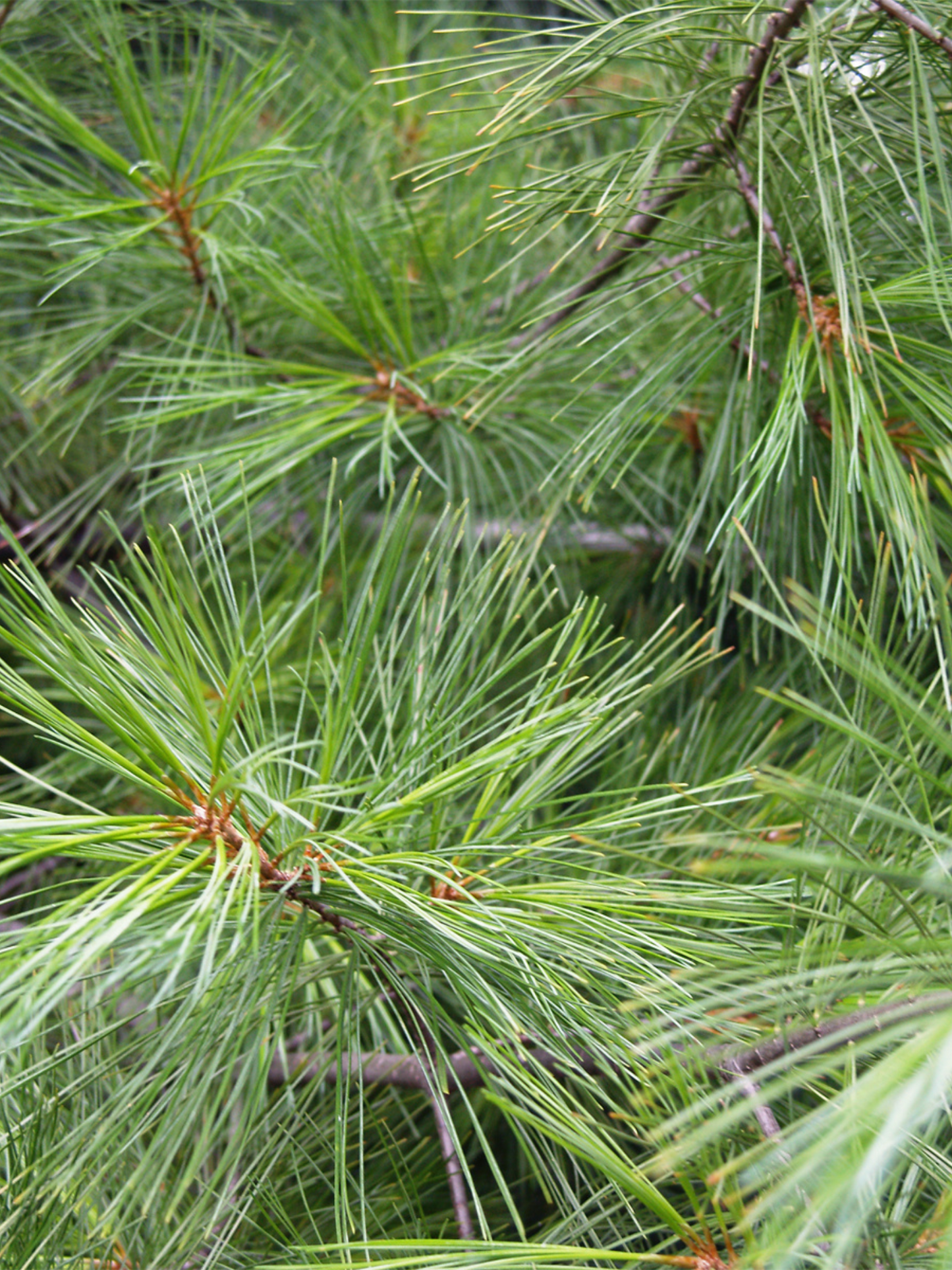 Bougie Pineta ACQUA DI PARMA