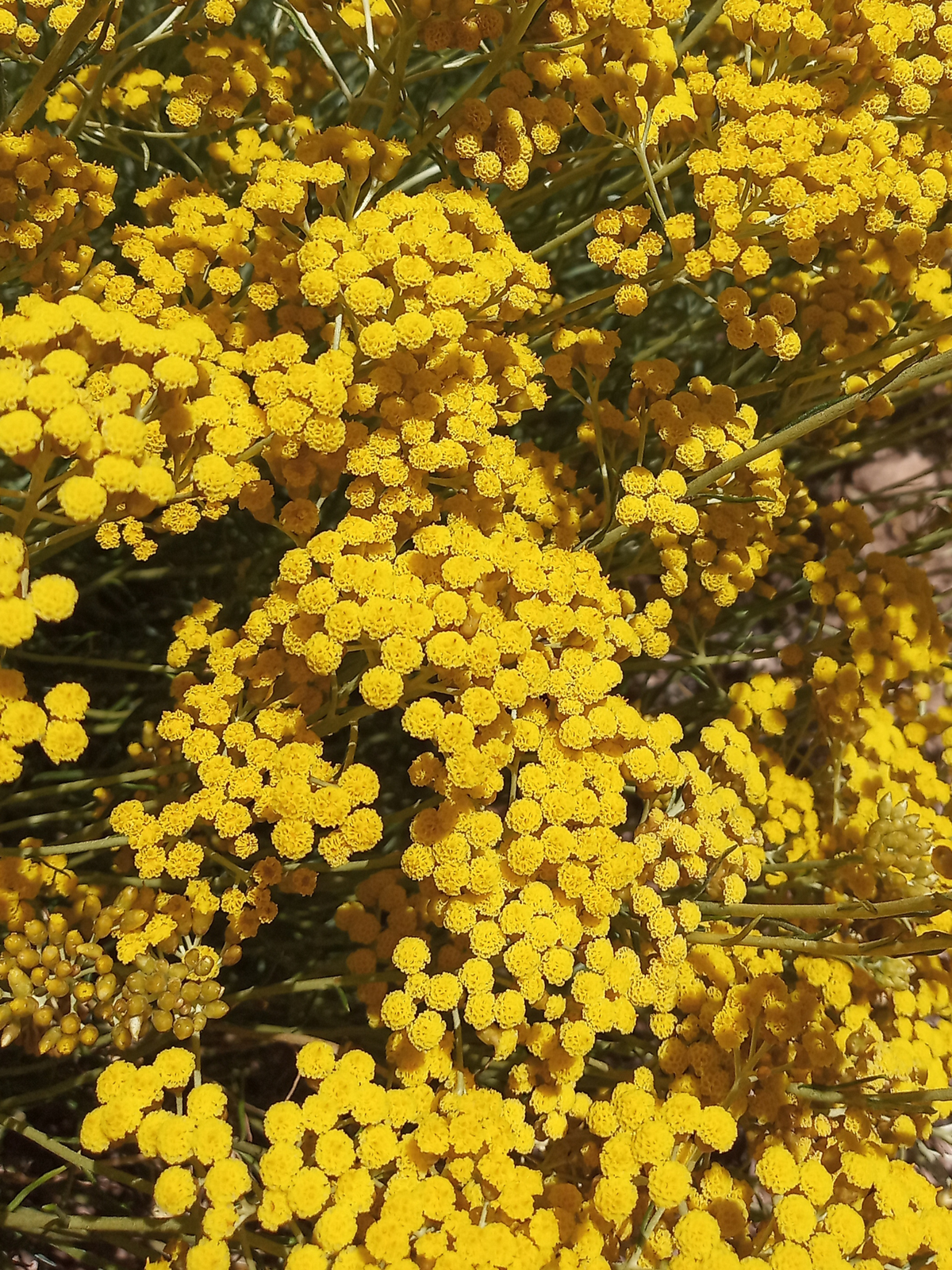 Huile d'immortelle ODEN