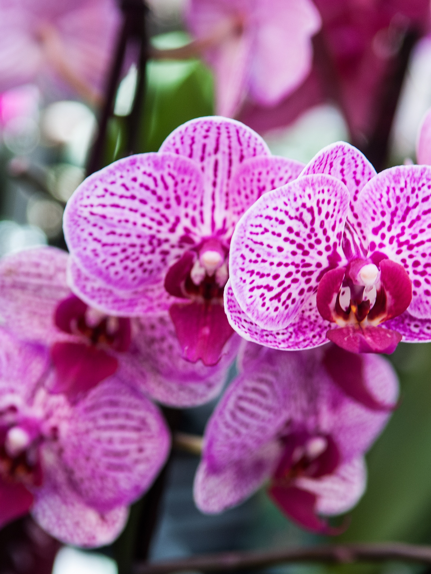 Eau de parfum Black Orchid TOM FORD