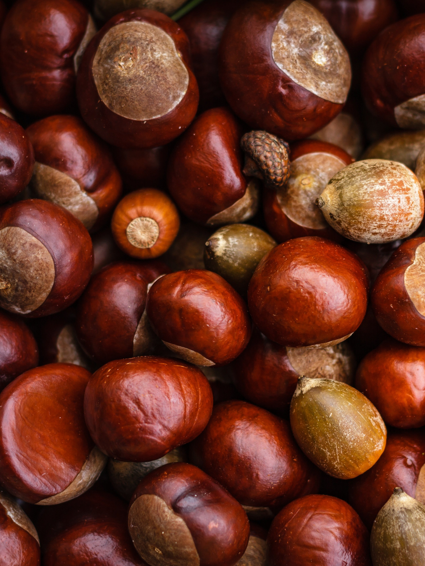 Diffuseur de parfum Châtaigne CARRIÈRE FRÈRES