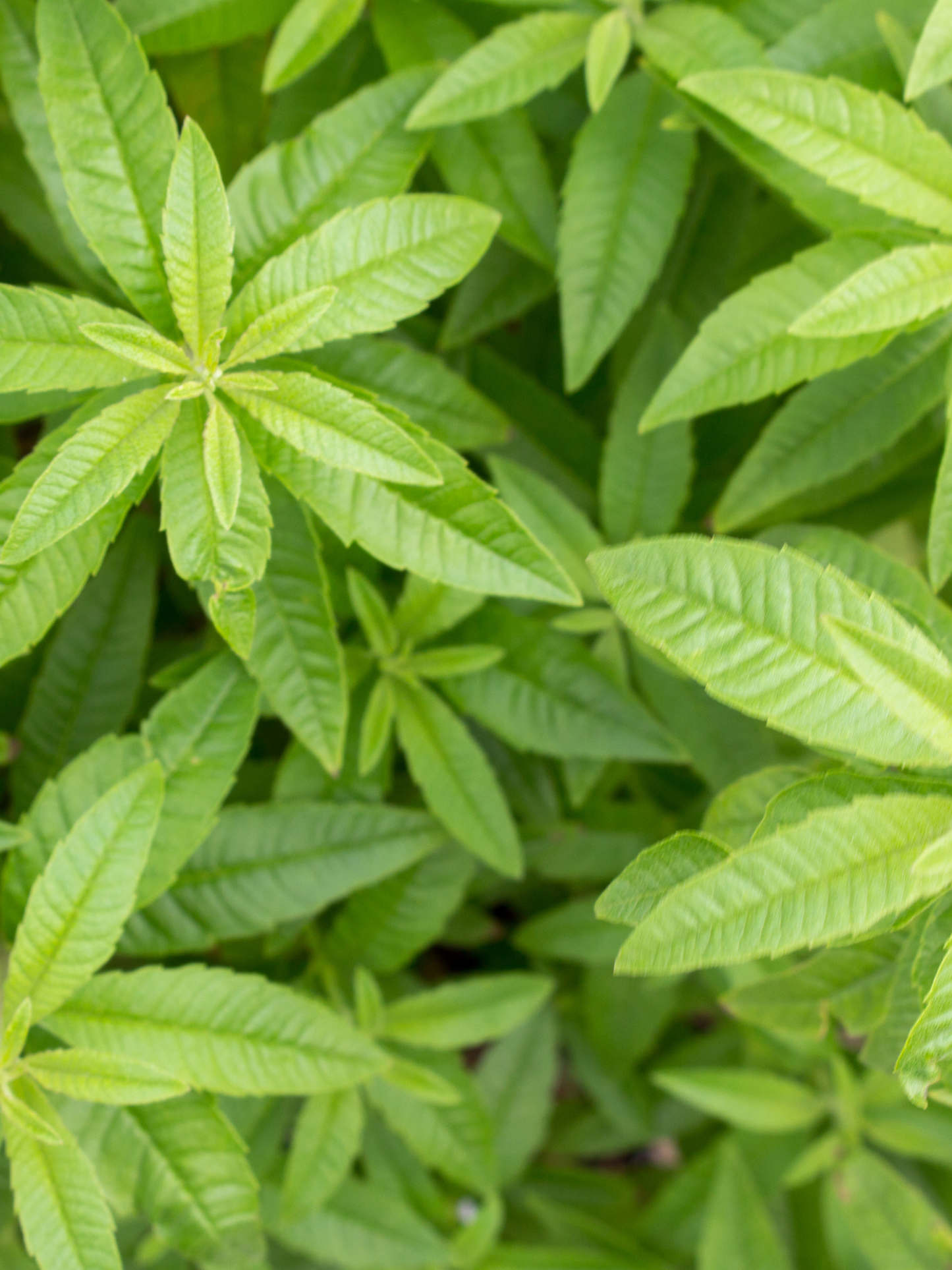 Soin botanique en spray ODEN