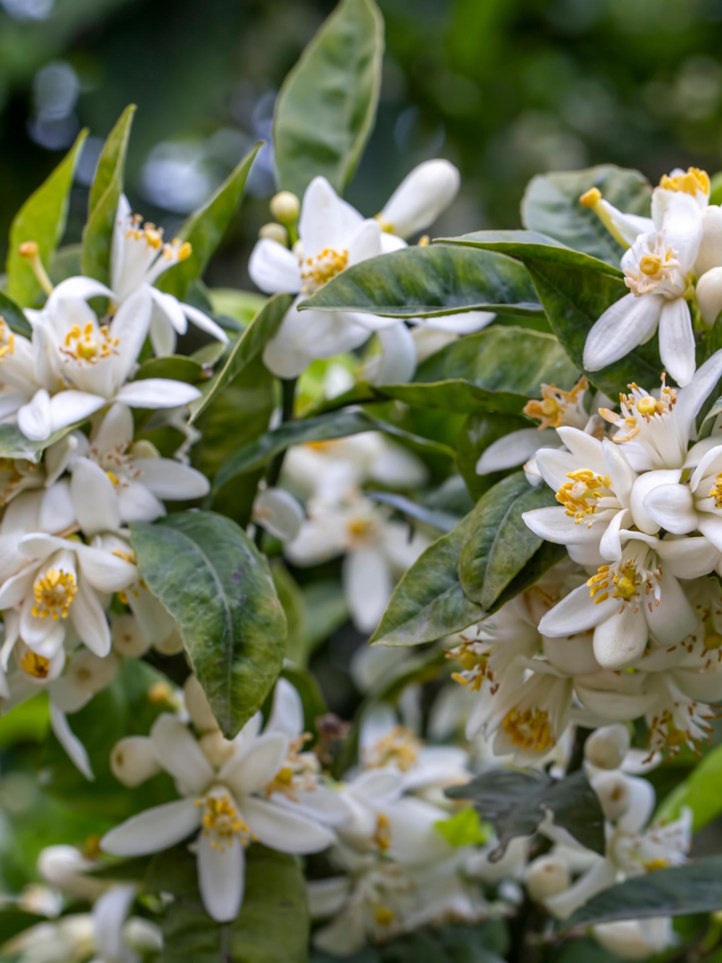 Eau botanique Fleur D'oranger ODEN